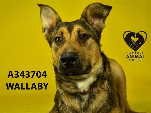 adoptable Dog in Stockton, CA named WALLABY
