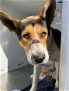 adoptable Dog in stockton, CA named JACK