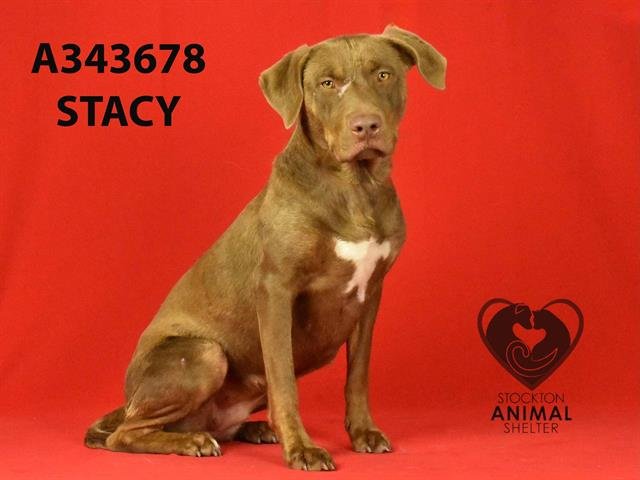 adoptable Dog in Stockton, CA named STACY