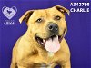 adoptable Dog in stockton, CA named CHARLIE
