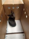 adoptable Cat in stockton, CA named SCAMPI