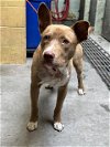 adoptable Dog in stockton, CA named COFFEE