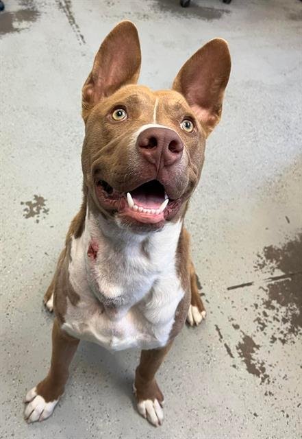 adoptable Dog in Stockton, CA named COFFEE