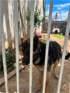 adoptable Dog in stockton, CA named CHA CHA