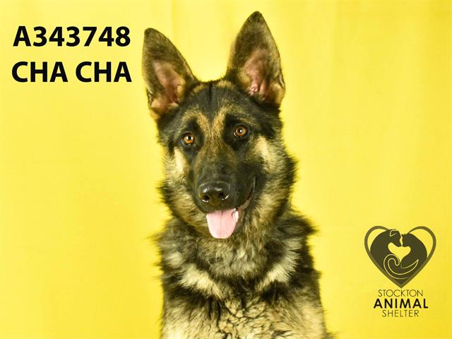 adoptable Dog in Stockton, CA named CHA CHA