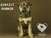 adoptable Dog in stockton, CA named PARKER