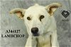 adoptable Dog in  named LAMBCHOP