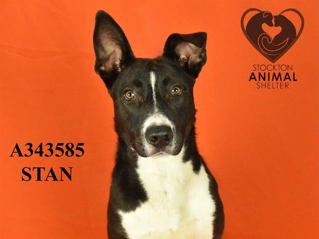 adoptable Dog in Stockton, CA named STAN
