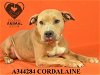 adoptable Dog in  named CORDALAINE