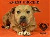 adoptable Dog in  named CHUCKIE