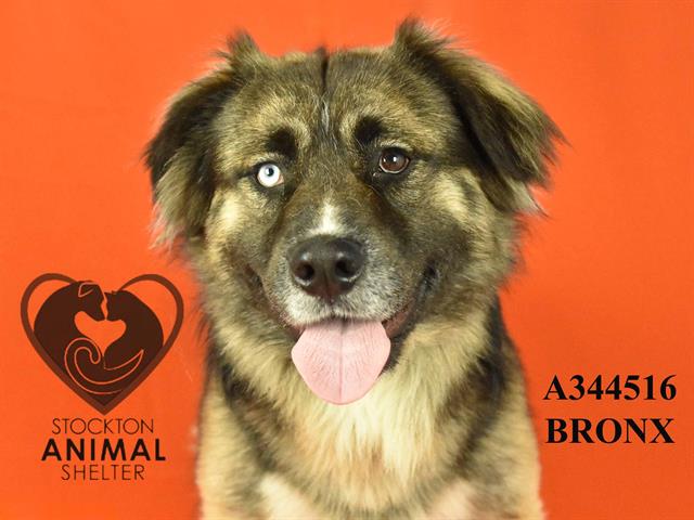 adoptable Dog in Stockton, CA named BRONX