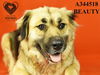 adoptable Dog in  named OSA BEAUTY