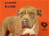 adoptable Dog in  named BAMBI