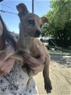 adoptable Dog in  named A344024