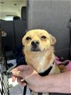 adoptable Dog in  named A344027