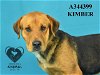 adoptable Dog in  named KIMBER