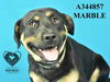 adoptable Dog in Stockton, CA named MARBLE