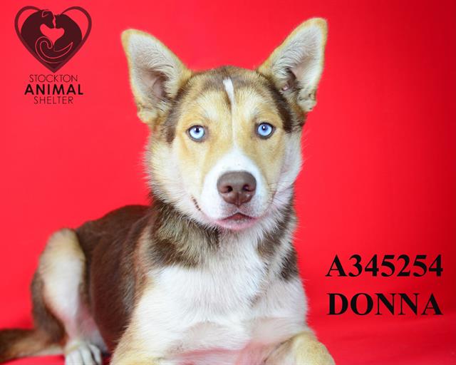 adoptable Dog in Stockton, CA named DONNIE