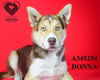 adoptable Dog in Stockton, CA named DONNIE