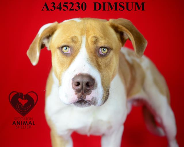 adoptable Dog in Stockton, CA named DIMSUM