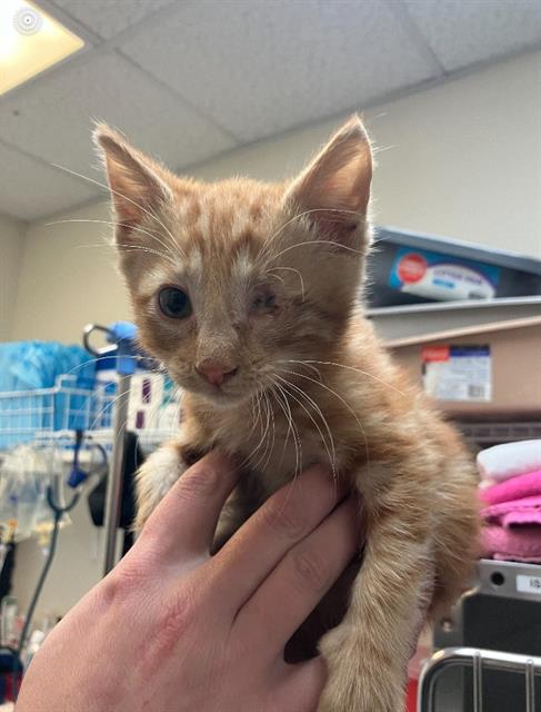 adoptable Cat in Stockton, CA named CHECKERS