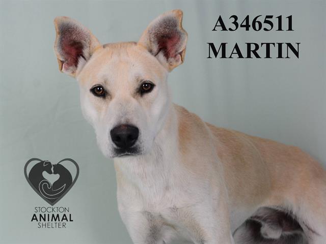 adoptable Dog in Stockton, CA named MARTIN