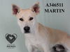 adoptable Dog in Stockton, CA named MARTIN