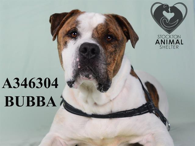 adoptable Dog in Stockton, CA named BUBBA