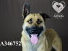 adoptable Dog in Stockton, CA named ANDRE