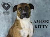 adoptable Dog in Stockton, CA named KITTY