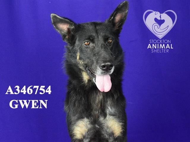 adoptable Dog in Stockton, CA named GWEN