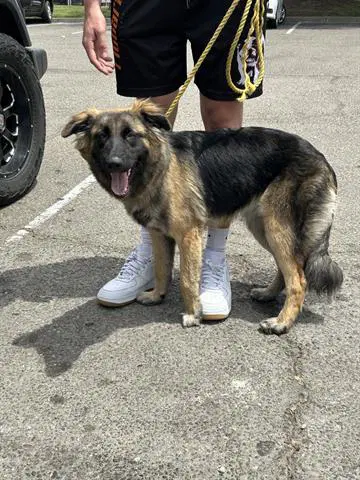 Unknown - German Shepherd Dog