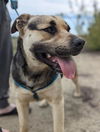 adoptable Dog in Stockton, CA named ALBUS