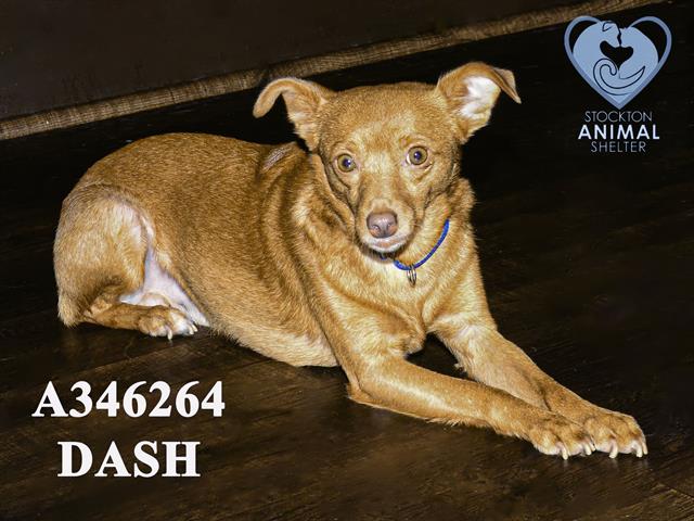 adoptable Dog in Stockton, CA named DASH