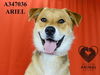 adoptable Dog in Stockton, CA named ARIEL