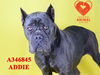 adoptable Dog in Stockton, CA named ADDIE