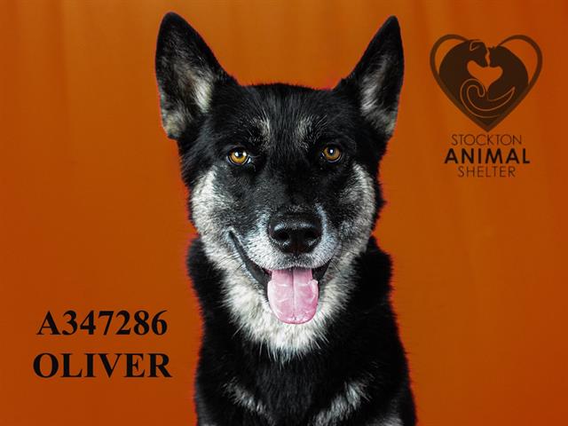 adoptable Dog in Stockton, CA named OLIVER