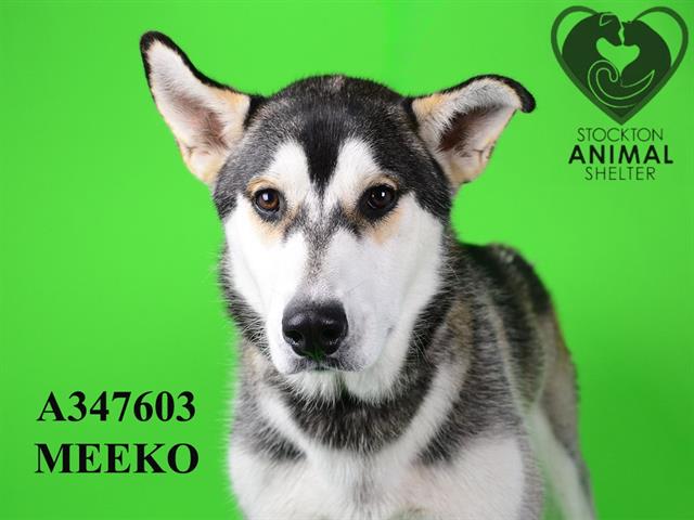 adoptable Dog in Stockton, CA named MEEKO