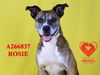 adoptable Dog in Stockton, CA named ROSIE