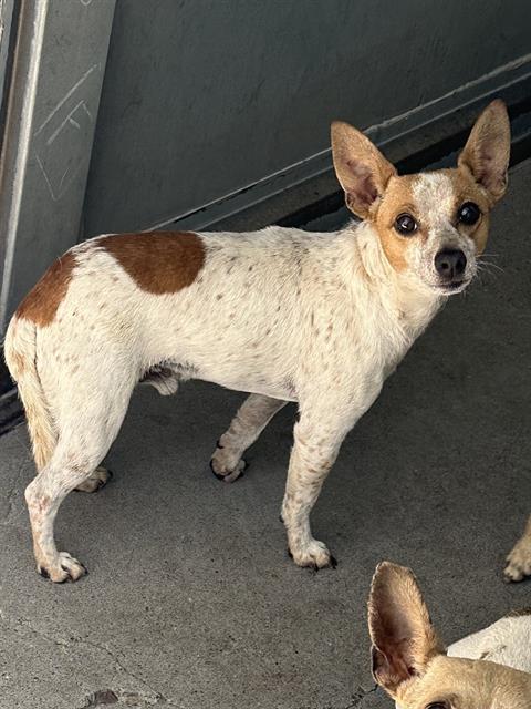 adoptable Dog in Stockton, CA named EDDIE