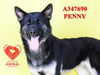 adoptable Dog in Stockton, CA named PENNY