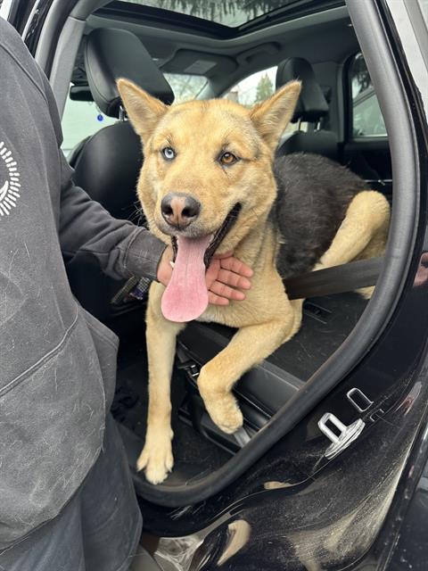 adoptable Dog in Stockton, CA named LILLY