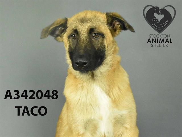 adoptable Dog in Stockton, CA named HAROLD JR