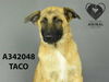 adoptable Dog in  named HAROLD JR