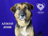 adoptable Dog in Stockton, CA named JOSH