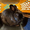 adoptable Rabbit in  named BROWNIE