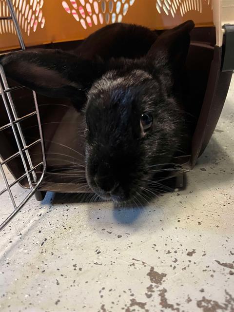 adoptable Rabbit in Stockton, CA named SUGAR