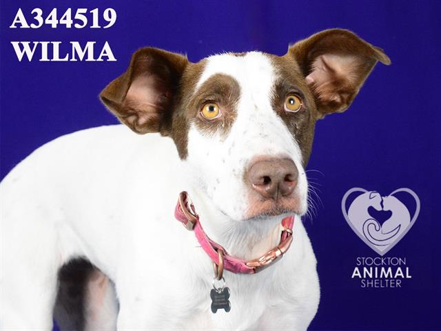 adoptable Dog in Stockton, CA named WILMA