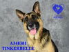 adoptable Dog in Stockton, CA named TINKERBELLE