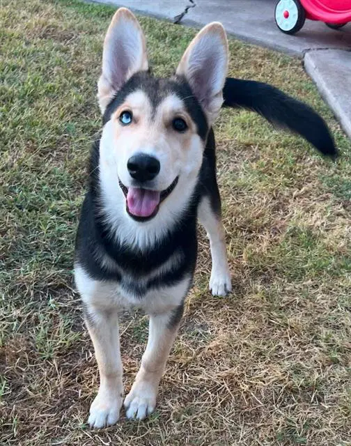 Reah - German Shepherd Dog